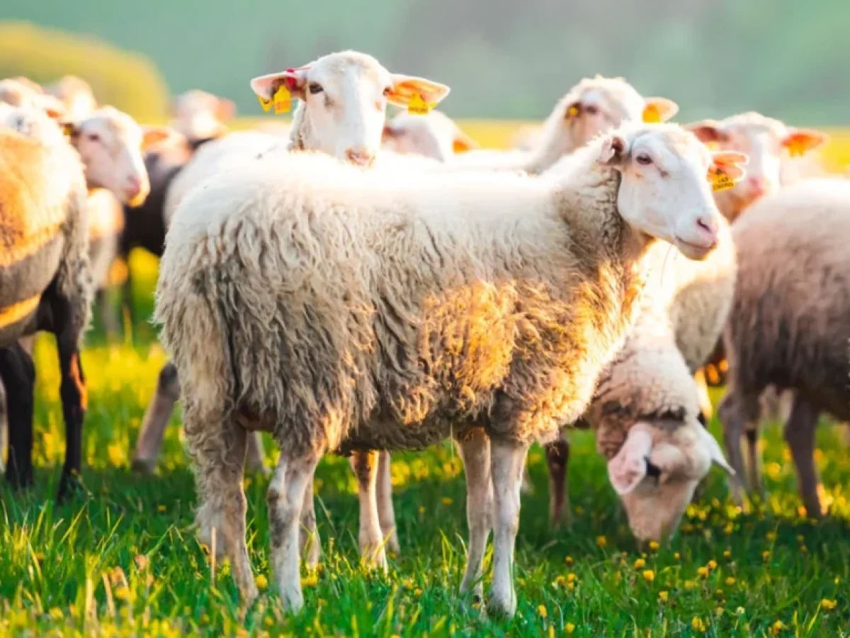 Ευλογιά αιγοπροβάτων: Συναγερμός για το επόμενο τρίμηνο – Πάνω από 475.000 θανατώσεις ζώων