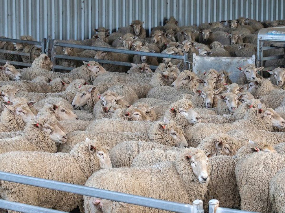 Ευλογία: Μέσα σε 1,5 χρόνο θανατώθηκαν σχεδόν μισό εκατομμύριο αιγοπρόβατα για 2.094 επιβεβαιωμένα κρούσματα