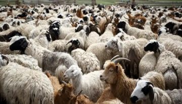 Ευλογιά: Νέα κρούσματα και θανατώσεις