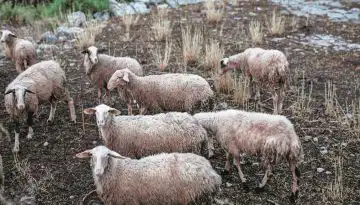 &Epsilon;&upsilon;&lambda;&omicron;&gamma;&iota;ά: &Pi;&alpha;&rho;&alpha;&tau;&epsilon;ί&nu;&omicron;&nu;&tau;&alpha;&iota; &tau;&alpha; &pi;&rho;&omicron;&lambda;&eta;&pi;&tau;&iota;&kappa;ά &mu;έ&tau;&rho;&alpha; &sigma;&tau;&eta;&nu; &Kappa;&rho;ή&tau;&eta;