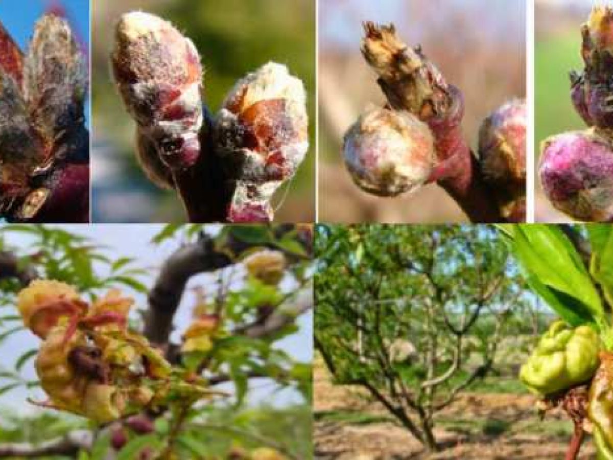 Εξώασκος Ροδακινιάς: Πότε πρέπει να ψεκάσουν τα δέντρα οι παραγωγοί