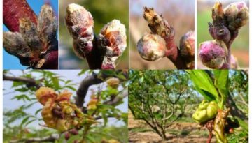 Εξώασκος Ροδακινιάς: Πότε πρέπει να ψεκάσουν τα δέντρα οι παραγωγοί