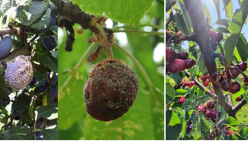 Φυτοπροστασία στα Πυρηνόκαρπα