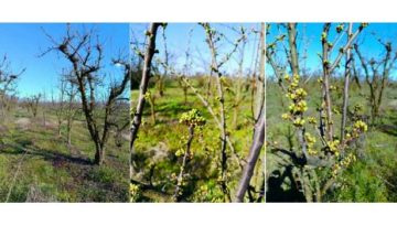 Γεωργικές προειδοποιήσεις για τη Δαμασκηνιά