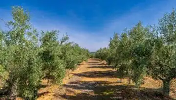 &Gamma;&epsilon;&omega;&rho;&gamma;&iota;&kappa;έ&sigmaf; &pi;&rho;&omicron;&epsilon;&iota;&delta;&omicron;&pi;&omicron;&iota;ή&sigma;&epsilon;&iota;&sigmaf; &gamma;&iota;&alpha; &tau;&eta;&nu; &Epsilon;&lambda;&iota;ά &ndash; &Chi;&epsilon;&iota;&mu;&epsilon;&rho;&iota;&nu;έ&sigmaf; &epsilon;&pi;&epsilon;&mu;&beta;ά&sigma;&epsilon;&iota;&sigmaf; &phi;&upsilon;&tau;&omicron;&pi;&rho;&omicron;&sigma;&tau;&alpha;&sigma;ί&alpha;&sigmaf;