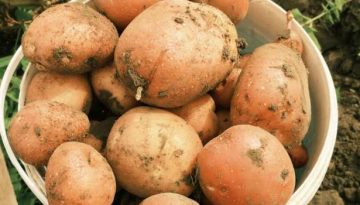 Γεωργικές προειδοποιήσεις για την Πατάτα