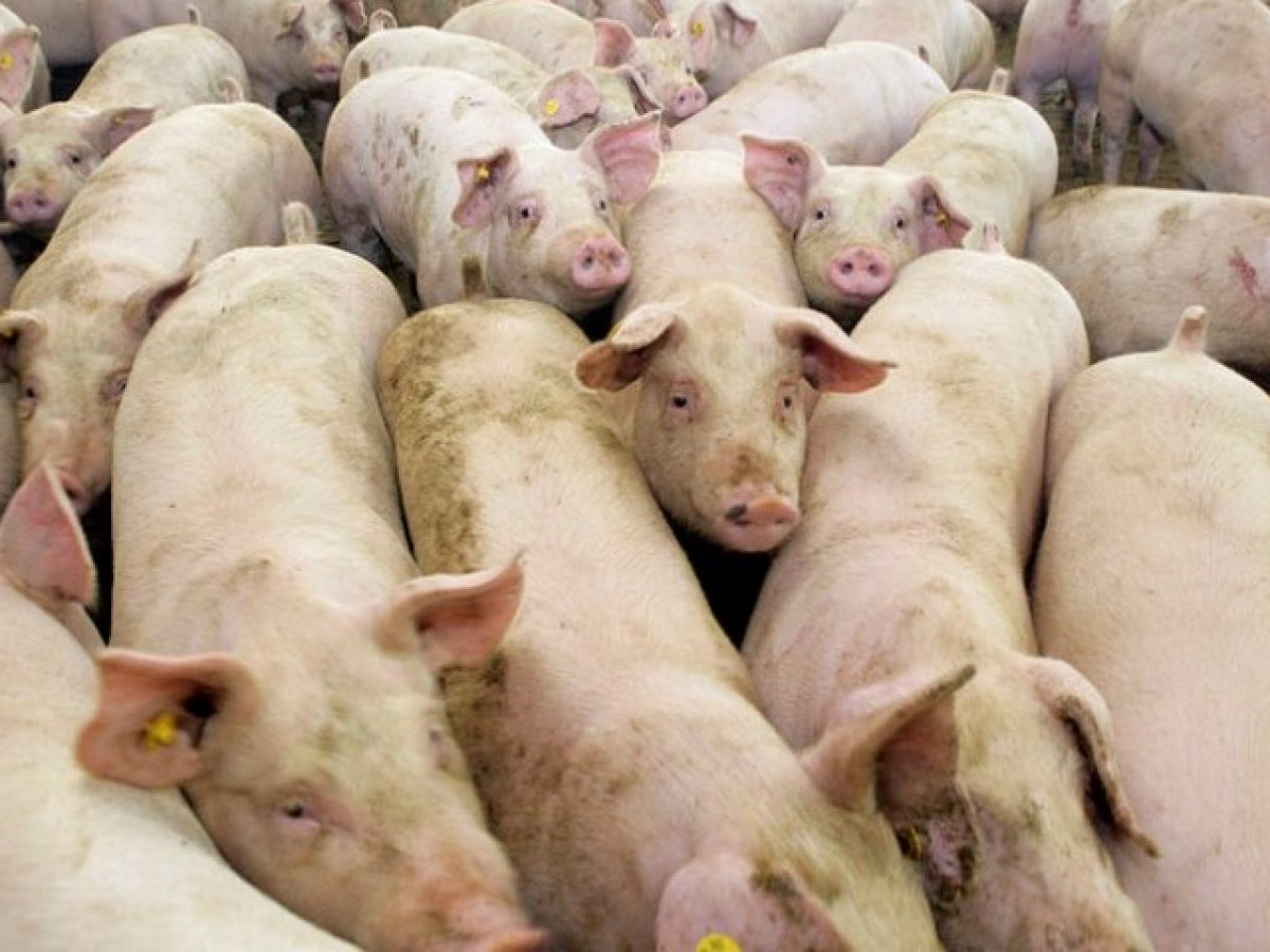 Γερμανία: Σημαντική πτώση στις εισαγωγές χοίρων
