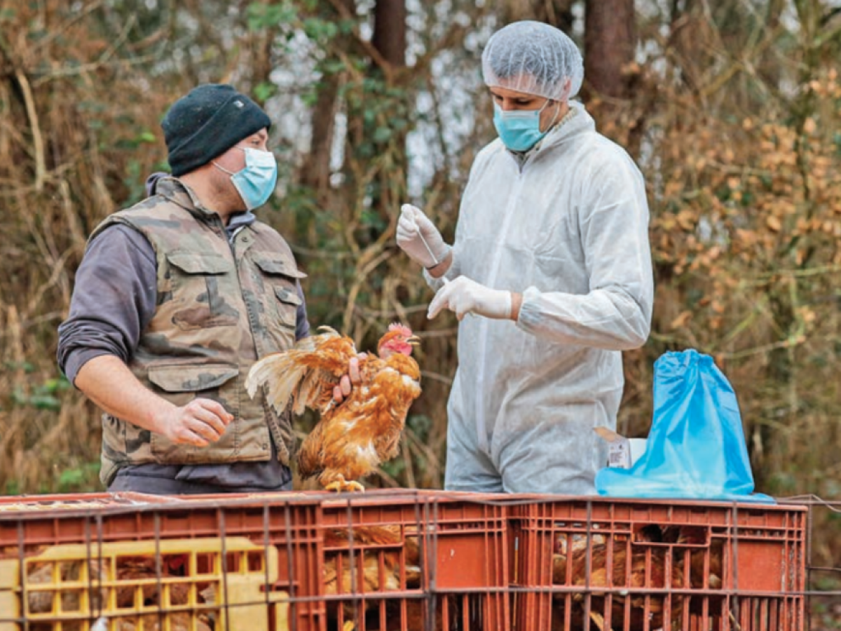 Γιατί ο κλάδος των πουλερικών χρειάζεται μια παγκόσμια συμφωνία για την αντιμετώπιση της γρίπης των πτηνών