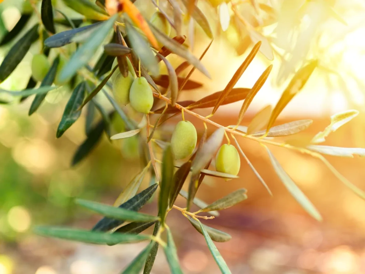 Η χρήση βιοδιεγερτών στην καλλιέργεια ελιάς