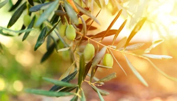 Η χρήση βιοδιεγερτών στην καλλιέργεια ελιάς