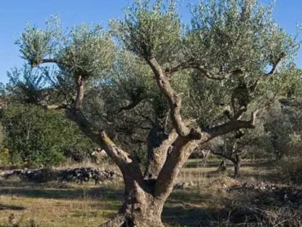 Η Μαυρολιά Μεσσηνίας αποκτά γενετική ταυτότητα – Πρωτοβουλία της Αμερικανικής Γεωργικής Σχολής