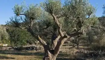&Eta; &Mu;&alpha;&upsilon;&rho;&omicron;&lambda;&iota;ά &Mu;&epsilon;&sigma;&sigma;&eta;&nu;ί&alpha;&sigmaf; &alpha;&pi;&omicron;&kappa;&tau;ά &gamma;&epsilon;&nu;&epsilon;&tau;&iota;&kappa;ή &tau;&alpha;&upsilon;&tau;ό&tau;&eta;&tau;&alpha; &ndash; &Pi;&rho;&omega;&tau;&omicron;&beta;&omicron;&upsilon;&lambda;ί&alpha; &tau;&eta;&sigmaf; &Alpha;&mu;&epsilon;&rho;&iota;&kappa;&alpha;&nu;&iota;&kappa;ή&sigmaf; &Gamma;&epsilon;&omega;&rho;&gamma;&iota;&kappa;ή&sigmaf; &Sigma;&chi;&omicron;&lambda;ή&sigmaf;