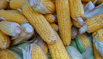 Η παγκόσμια αγορά σιτηρών το 2025/26: Τάσεις, τιμές και εμπορικές ροές