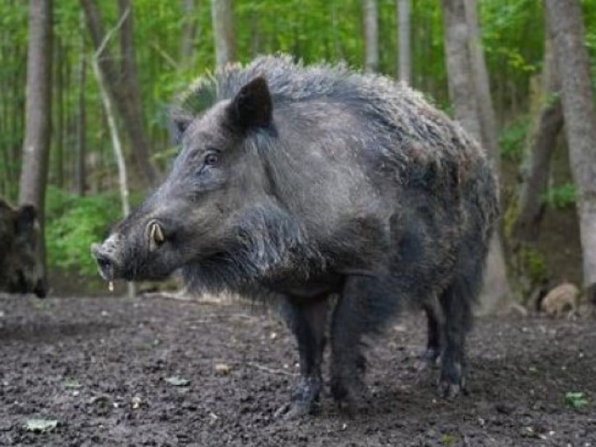 Η Σαξονία απαλλαγμένη από την πανώλη των χοίρων