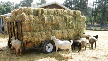 Υγειονομικά πρωτόκολλα για τη διακίνηση των ζωοτροφών στα μέτρα κατά ευλογιάς