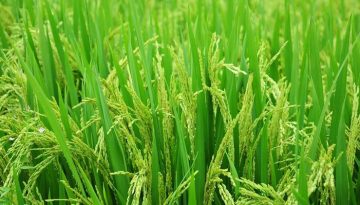 «Καλλιεργούμε αξία στο ελληνικό ρύζι»