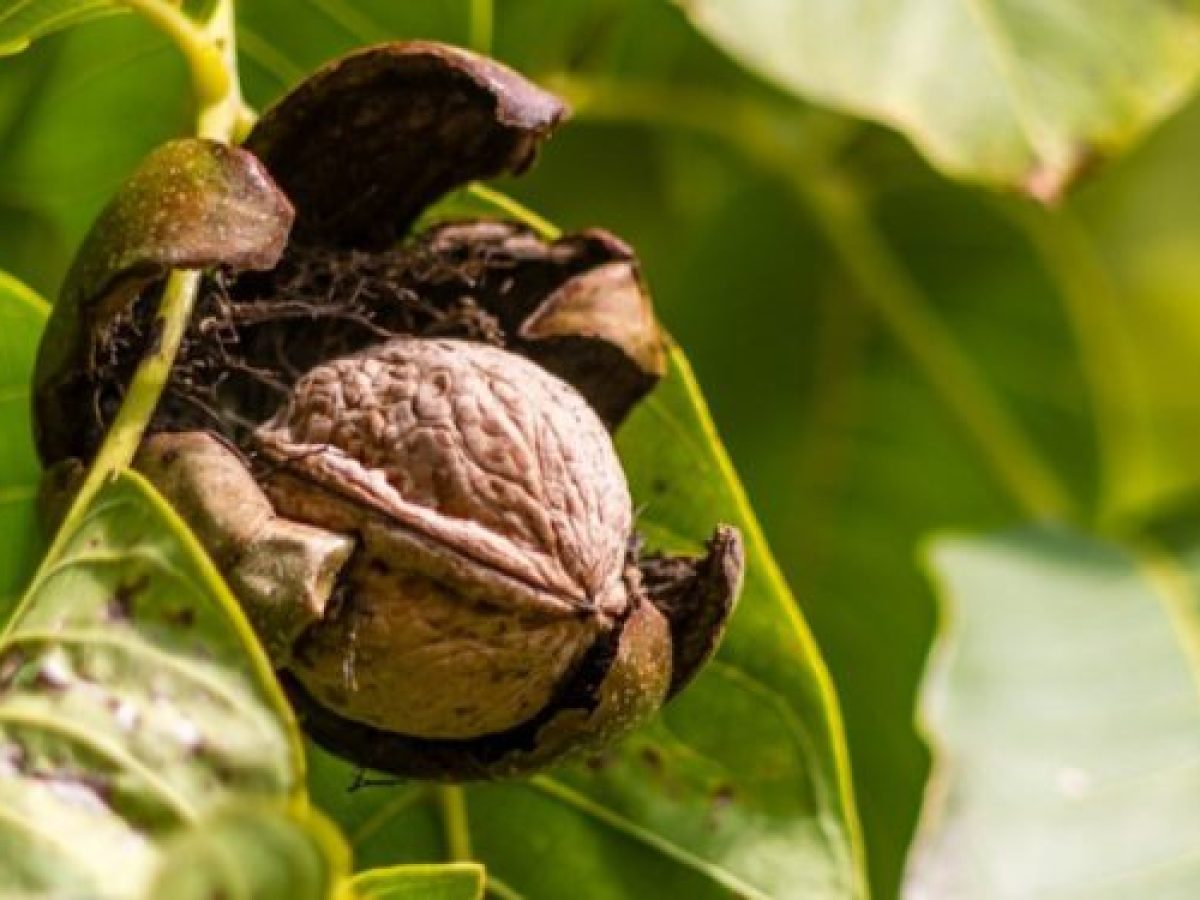 Καρυδιά: Xρήσιμες καλλιεργητικές οδηγίες