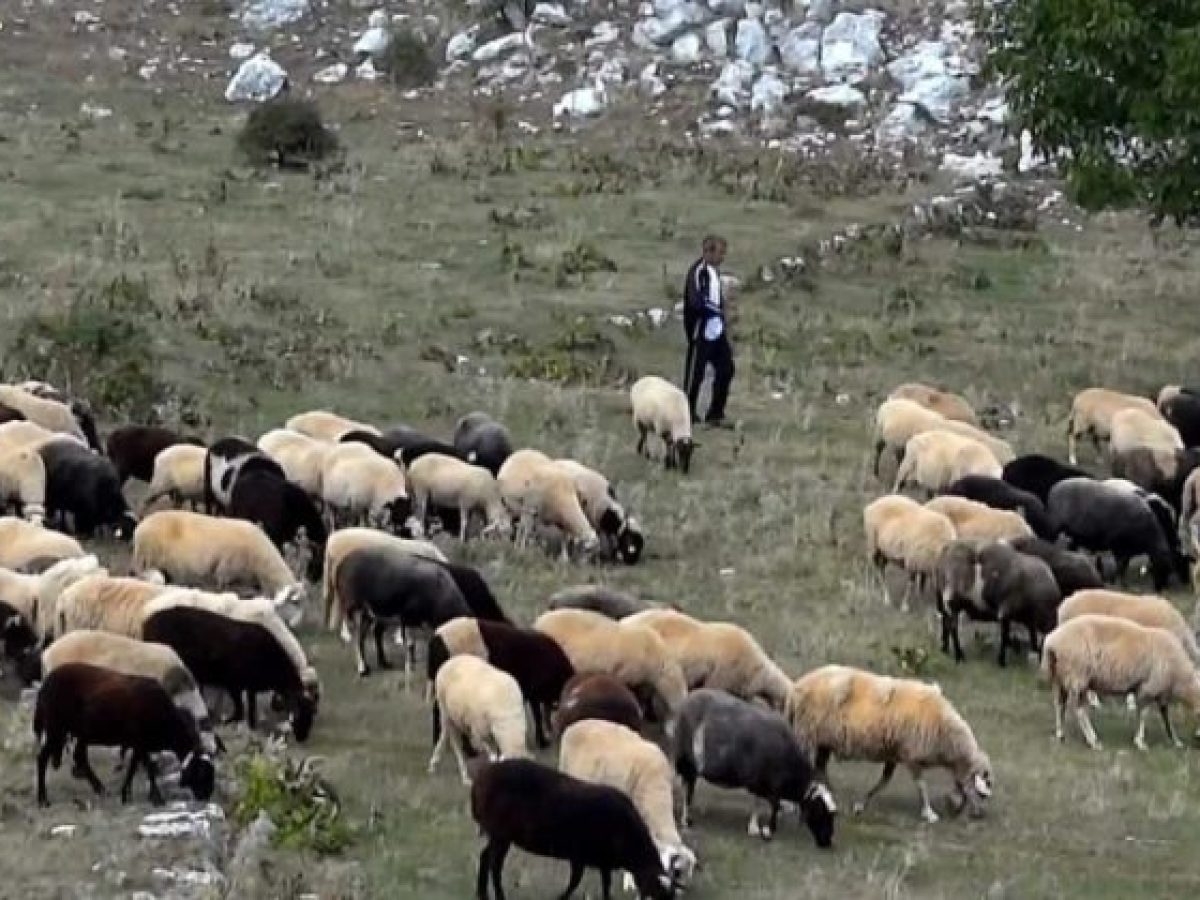 Κατηγορηματική γραμμή κατά του εμβολιαμού η κυβέρνηση παράταση αγωνίας για τους κτηνοτρόφους