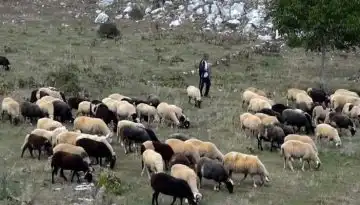 &Kappa;&alpha;&tau;&eta;&gamma;&omicron;&rho;&eta;&mu;&alpha;&tau;&iota;&kappa;ή &gamma;&rho;&alpha;&mu;&mu;ή &kappa;&alpha;&tau;ά &tau;&omicron;&upsilon; &epsilon;&mu;&beta;&omicron;&lambda;&iota;&alpha;&mu;&omicron;ύ &eta; &kappa;&upsilon;&beta;έ&rho;&nu;&eta;&sigma;&eta; &pi;&alpha;&rho;ά&tau;&alpha;&sigma;&eta; &alpha;&gamma;&omega;&nu;ί&alpha;&sigmaf; &gamma;&iota;&alpha; &tau;&omicron;&upsilon;&sigmaf; &kappa;&tau;&eta;&nu;&omicron;&tau;&rho;ό&phi;&omicron;&upsilon;&sigmaf;