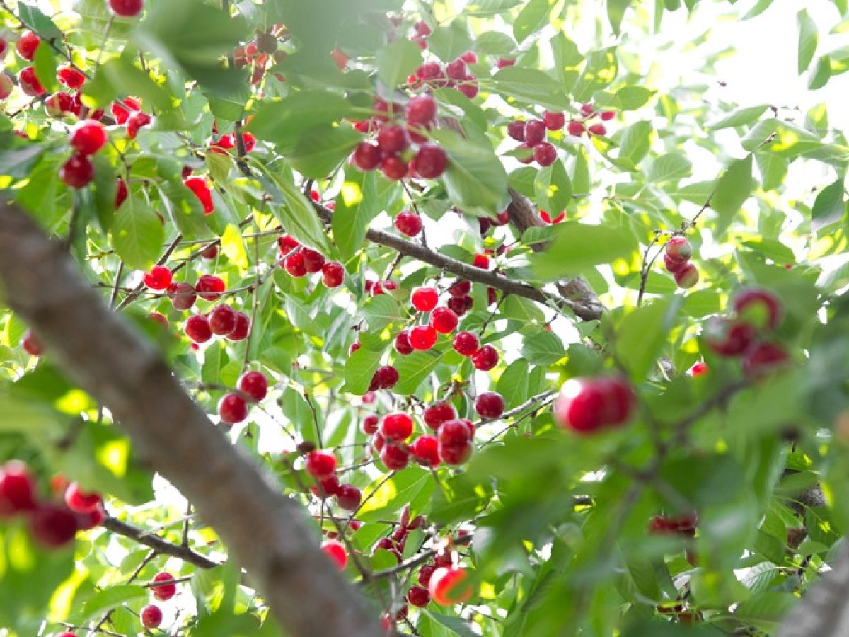 Κεράσι: Σε οριακό σημείο οι παραγωγοί Πέλλας και Ημαθίας – Παραμένουν εκτός αποζημιώσεων ΕΛΓΑ