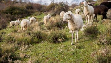 Κίνδυνος μαστίτιδας και πνευμονίας στα ζώα – Τι πρέπει να προσέξουν οι παραγωγοί της Κρήτης