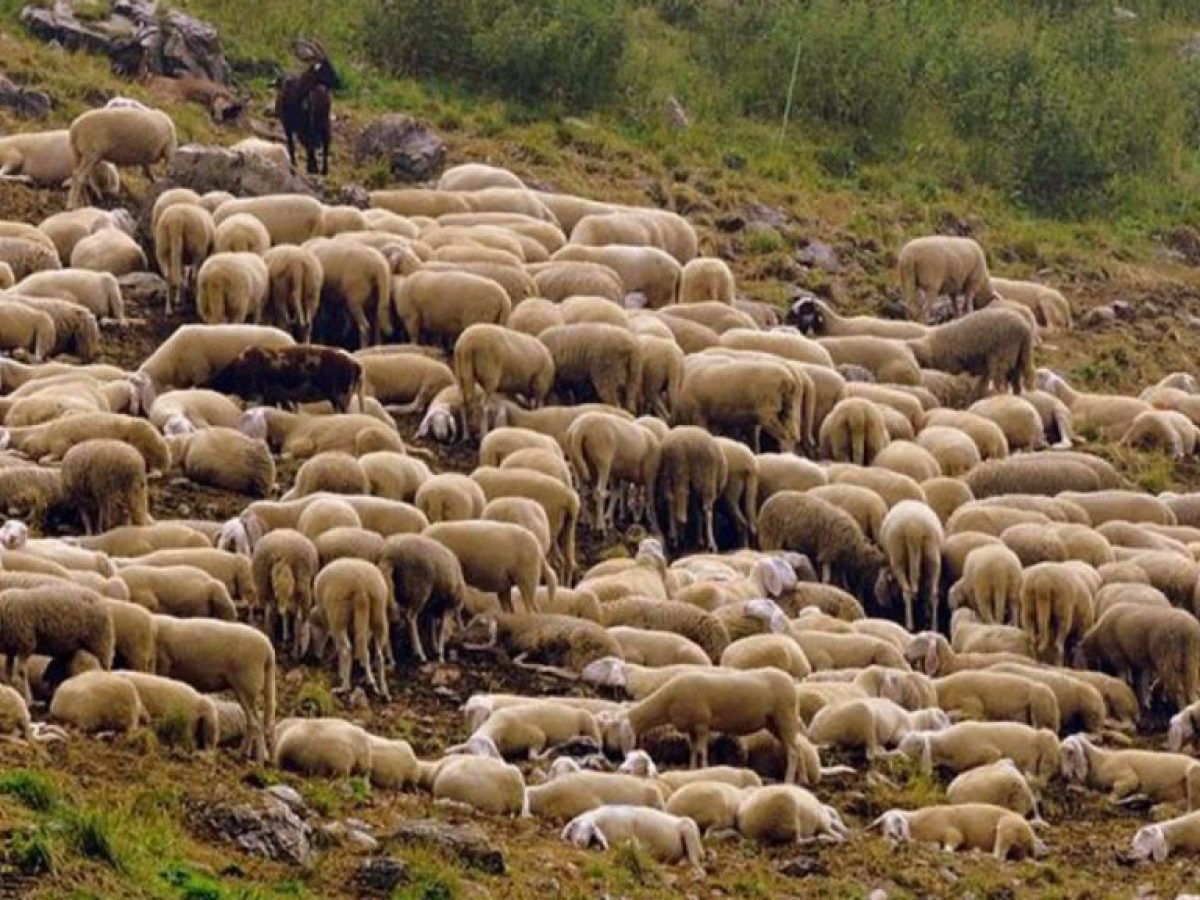 Κόκκαλης: Η ΚΥΑ Τσιάρα – Παπασταύρου νομιμοποιεί το σκάνδαλο του ΟΠΕΚΕΠΕ με τα παράνομα βοσκοτόπια