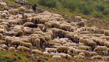 Κόκκαλης: Η ΚΥΑ Τσιάρα – Παπασταύρου νομιμοποιεί το σκάνδαλο του ΟΠΕΚΕΠΕ με τα παράνομα βοσκοτόπια
