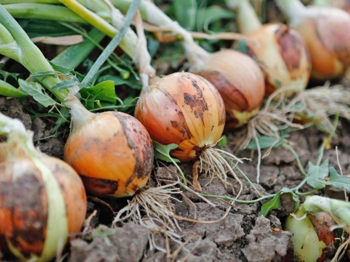 Κρεμμύδι: Αυξημένες εκτάσεις, χαμηλές τιμές και  έντονος προβληματισμός για τη νέα χρονιά