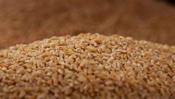 Κρίση στο σκληρό σιτάρι και προώθηση ιταλικών ΠΟΠ στην Ευρώπη