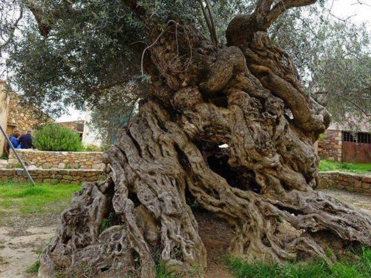 Κρήτη: Σχέδιο για αποζημιώσεις στους ελαιοπαραγωγούς – Σύνταξη φακέλου για τις ζημιές από την κλιματική αλλαγή