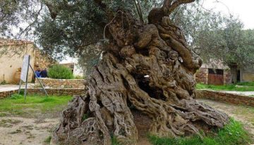 Κρήτη: Σχέδιο για αποζημιώσεις στους ελαιοπαραγωγούς – Σύνταξη φακέλου για τις ζημιές από την κλιματική αλλαγή