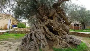 &Kappa;&rho;ή&tau;&eta;: &Sigma;&chi;έ&delta;&iota;&omicron; &gamma;&iota;&alpha; &alpha;&pi;&omicron;&zeta;&eta;&mu;&iota;ώ&sigma;&epsilon;&iota;&sigmaf; &sigma;&tau;&omicron;&upsilon;&sigmaf; &epsilon;&lambda;&alpha;&iota;&omicron;&pi;&alpha;&rho;&alpha;&gamma;&omega;&gamma;&omicron;ύ&sigmaf; &ndash; &Sigma;ύ&nu;&tau;&alpha;&xi;&eta; &phi;&alpha;&kappa;έ&lambda;&omicron;&upsilon; &gamma;&iota;&alpha; &tau;&iota;&sigmaf; &zeta;&eta;&mu;&iota;έ&sigmaf; &alpha;&pi;ό &tau;&eta;&nu; &kappa;&lambda;&iota;&mu;&alpha;&tau;&iota;&kappa;ή &alpha;&lambda;&lambda;&alpha;&gamma;ή