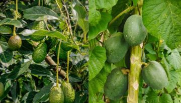 Κρήτη: Ζημιές σε καλλιέργειες από ανεμοθύελλα στον δήμο Πλατανιά