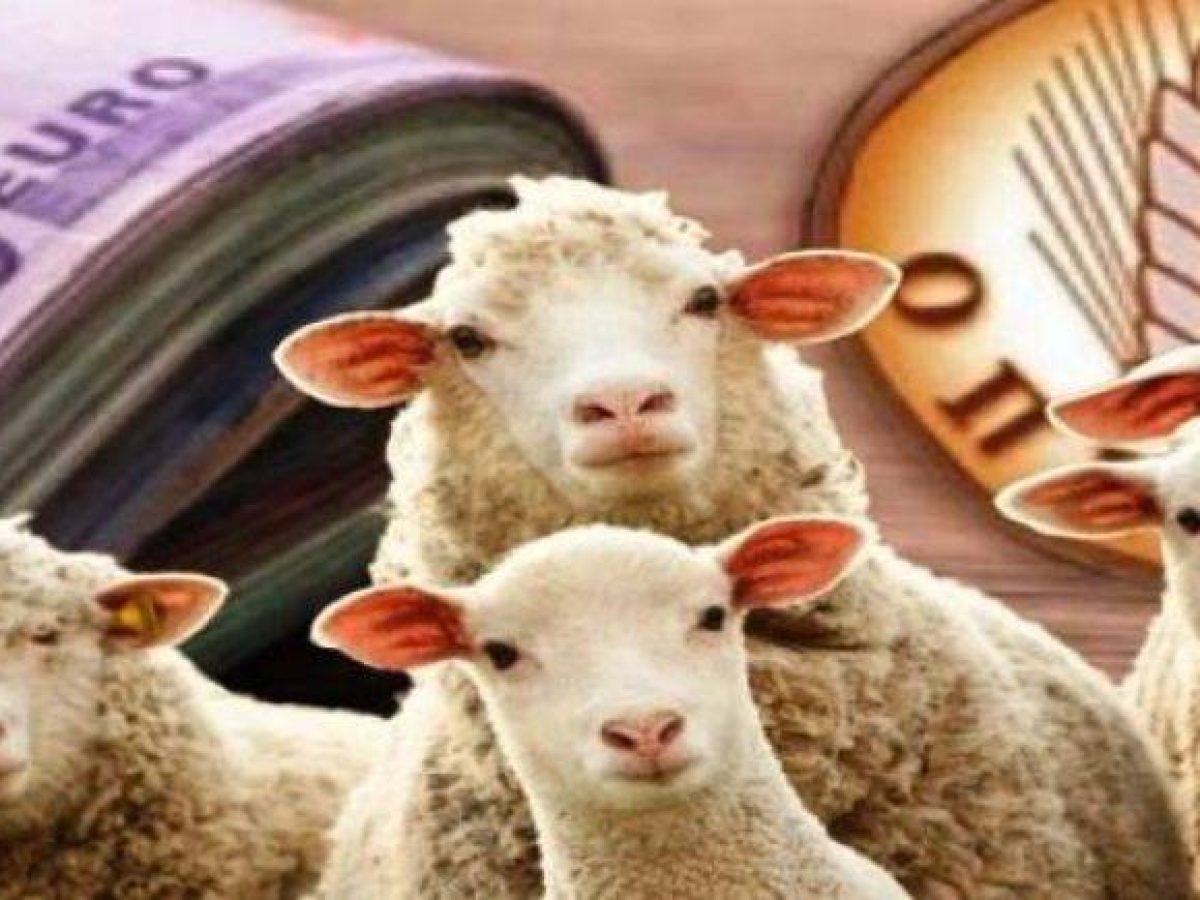 Κτηνοτροφικές ενισχύσεις: Γιατί μειώθηκαν τα επιλέξιμα αιγοπρόβατα στην Κρήτη