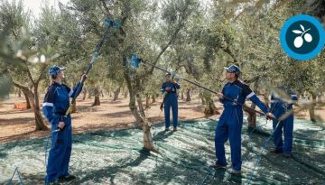 Μελέτη-οδηγός για την ελιά: Το 60% της Ελλάδας κατάλληλο για ελαιοκαλλιέργεια