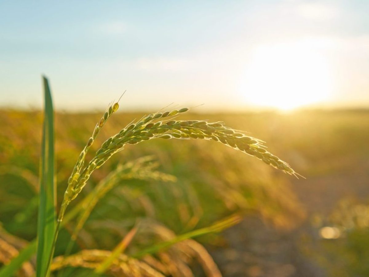 Μελέτη ΑΠΘ για την αξιολόγηση των περιβαλλοντικών μέτρων της ΚΑΠ