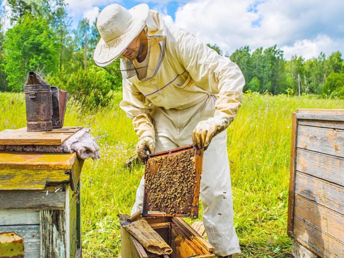 Μέλι: Θετικά μηνύματα από τις πρώιμες ανθοφορίες
