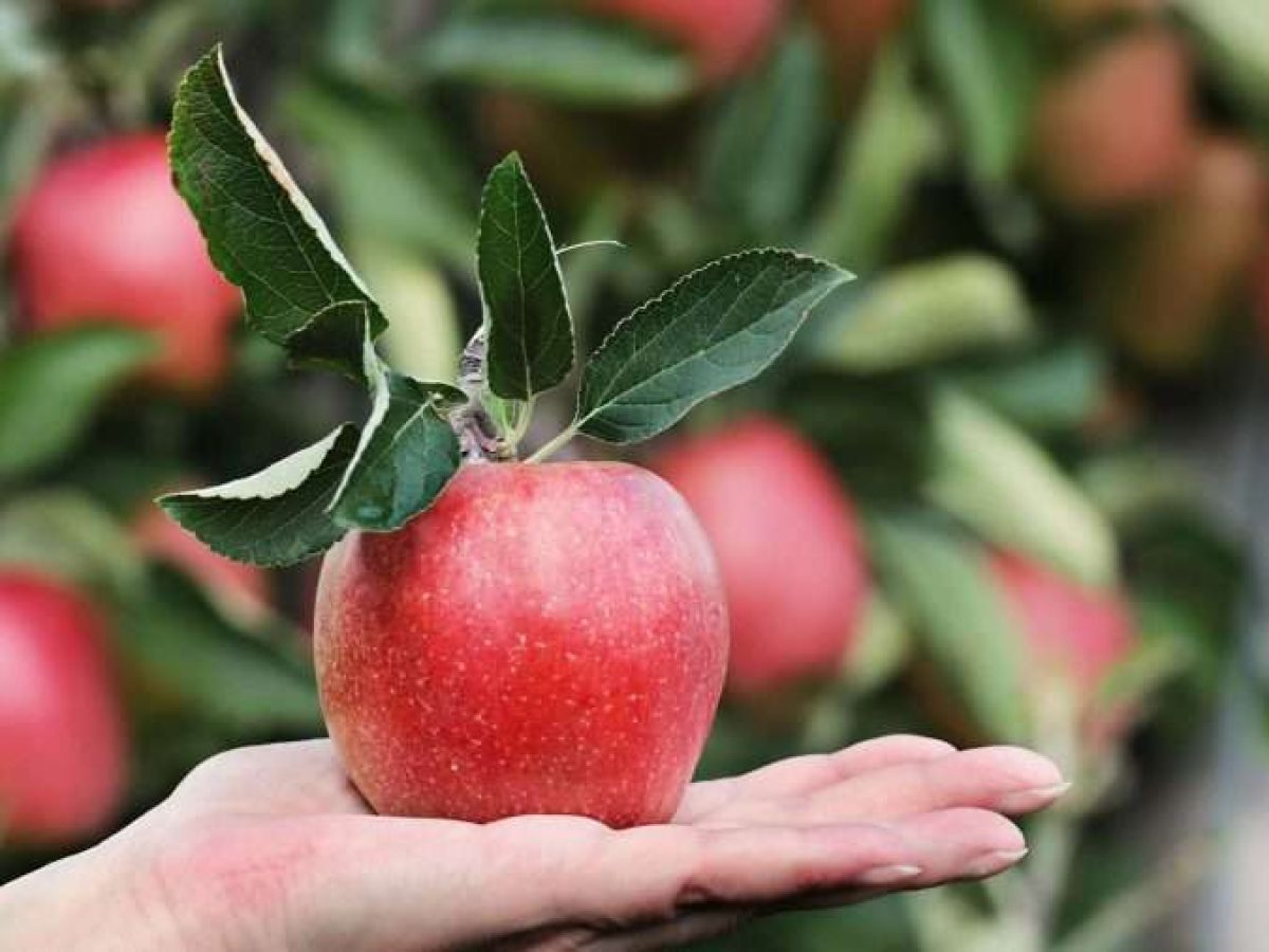 Μήλα στην Ευρώπη: «Κοκτέιλ» φυτοφαρμάκων αποκαλύπτει νέα έρευνα