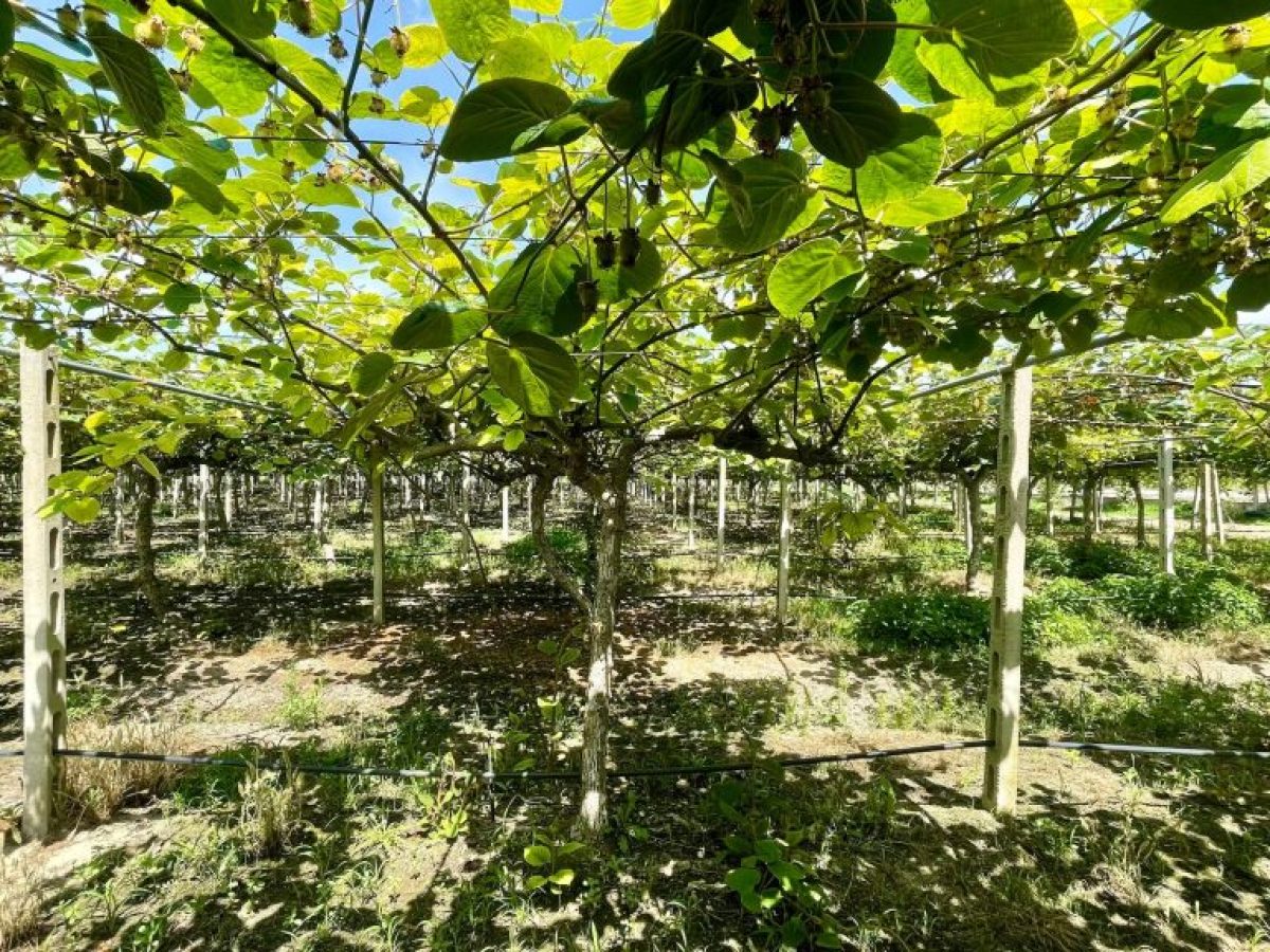 Νέστος: Ο κάμπος που ζει από το νερό και κινδυνεύει χωρίς αυτό