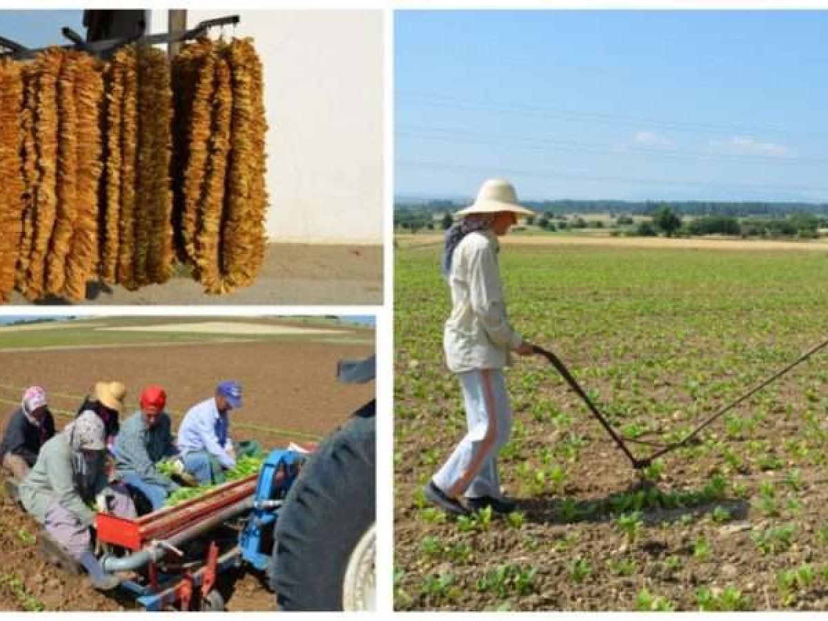Ο θρακιώτικος μπασμάς: ένας συνεταιρισμός που κρατά ζωντανή την ύπαιθρο