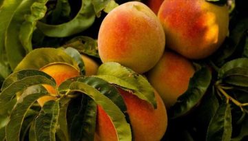 Οδηγίες Χειμερινής Φυτοπροστασίας για Πυρηνόκαρπα