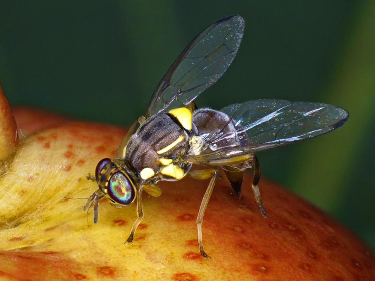 Οδηγίες για δήλωση εισφοράς δακοκτονίας
