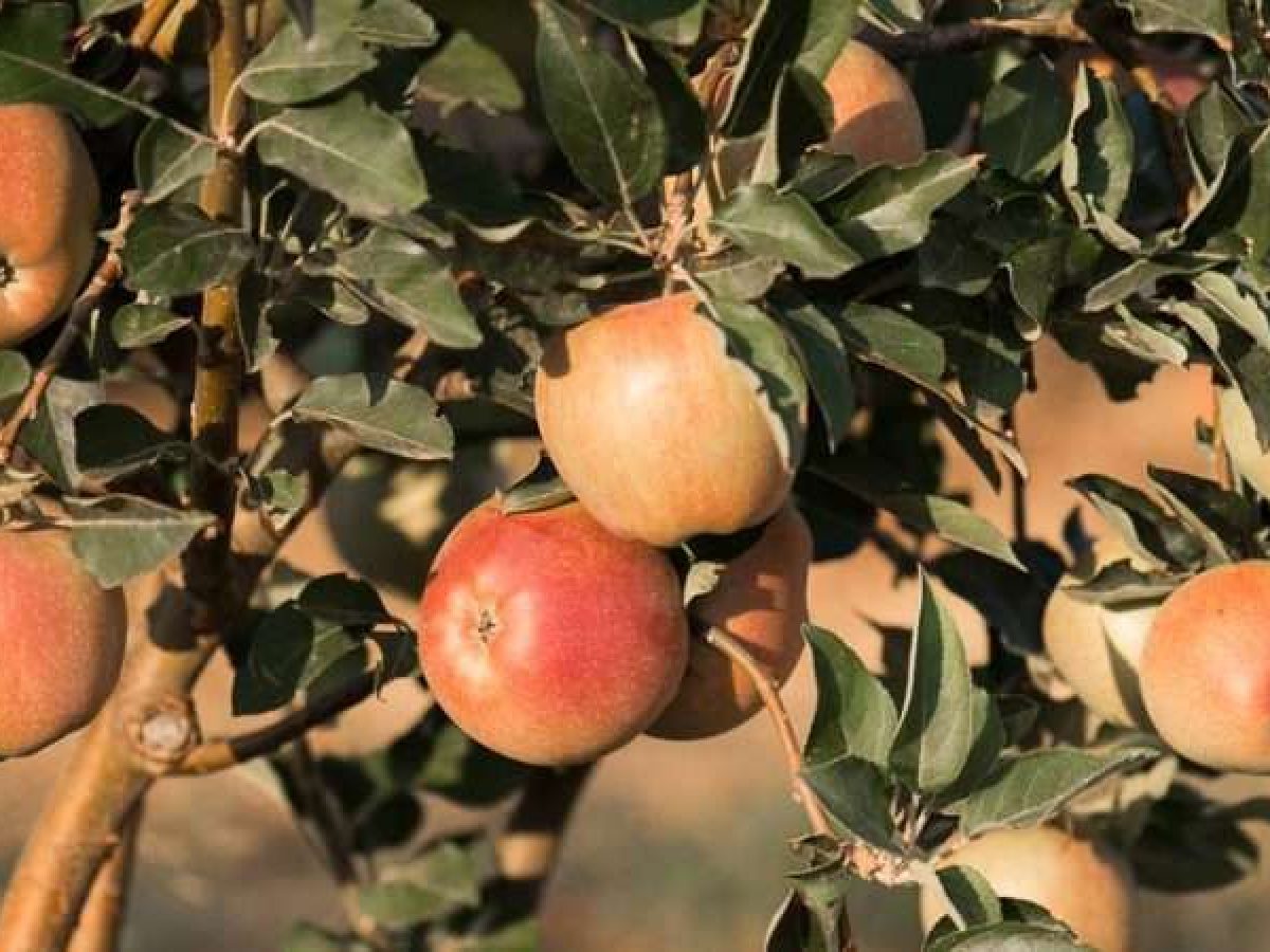 Οδηγός για Εχθρούς και Ασθένειες σε Μηλοειδή