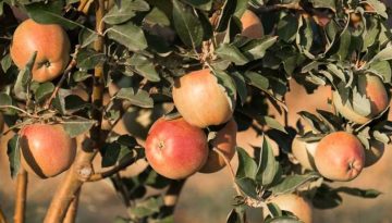 Οδηγός για Εχθρούς και Ασθένειες σε Μηλοειδή