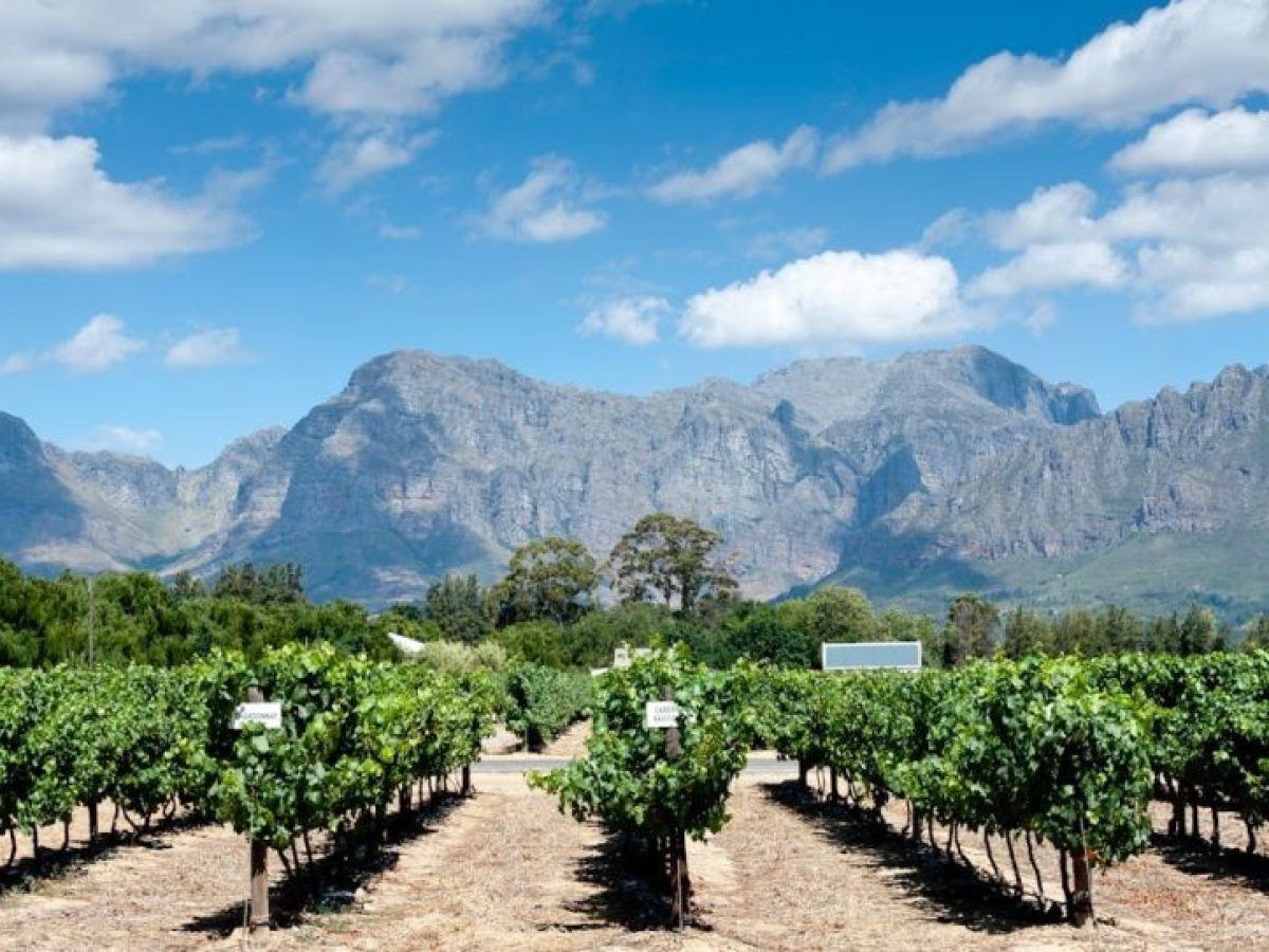 Οριστική απόφαση τελικής κατάταξης των δικαιούχων Αναδιάρθρωσης και μετατροπής αμπελώνων