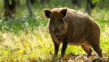 Πανώλη των χοίρων: Συναγερμός στη Βαρκελώνη