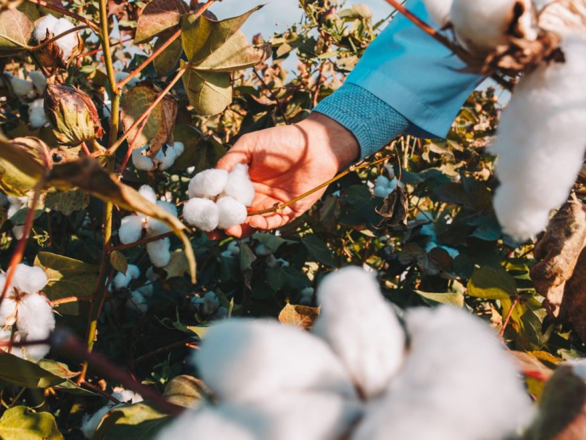 Προκλήσεις και προοπτικές για την ελληνική βαμβακοκαλλιέργεια