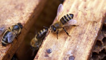 Προσωρινά αποτελέσματα για το επιδοτούμενο πρόγραμμα κατάρτισης ανέργων στη Μελισσοκομία