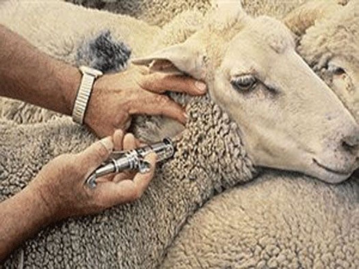 Πρόβλημα δεν είναι οι τιμές αλλά η ευλογιά για τους κτηνοτρόφους- Για την ανασύσταση του ζωικού κεφαλαίου πρέπει να περάσ