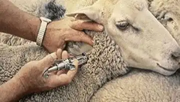 &Pi;&rho;ό&beta;&lambda;&eta;&mu;&alpha; &delta;&epsilon;&nu; &epsilon;ί&nu;&alpha;&iota; &omicron;&iota; &tau;&iota;&mu;έ&sigmaf; &alpha;&lambda;&lambda;ά &eta; &epsilon;&upsilon;&lambda;&omicron;&gamma;&iota;ά &gamma;&iota;&alpha; &tau;&omicron;&upsilon;&sigmaf; &kappa;&tau;&eta;&nu;&omicron;&tau;&rho;ό&phi;&omicron;&upsilon;&sigmaf;- &Gamma;&iota;&alpha; &tau;&eta;&nu; &alpha;&nu;&alpha;&sigma;ύ&sigma;&tau;&alpha;&sigma;&eta; &tau;&omicron;&upsilon; &zeta;&omega;&iota;&kappa;&omicron;ύ &kappa;&epsilon;&phi;&alpha;&lambda;&alpha;ί&omicron;&upsilon; &pi;&rho;έ&pi;&epsilon;&iota; &nu;&alpha; &pi;&epsilon;&rho;ά&sigma;